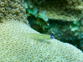 Peppermint Goby IMG 7481
